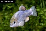 cyprinodon nevadensis mionectes cyprinodon nevadensis mionectes