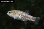 cyprinodon nevadensis mionectes cyprinodon nevadensis mionectes