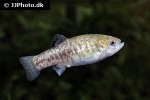 cyprinodon nevadensis mionectes cyprinodon nevadensis mionectes