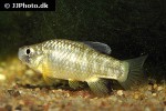 cyprinodon simus cyprinodon simus