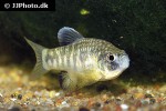 cyprinodon simus cyprinodon simus