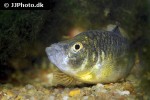 cyprinodon simus cyprinodon simus