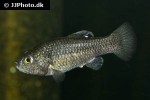 cyprinodon veronicae cyprinodon veronicae