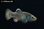 cyprinodon veronicae cyprinodon veronicae
