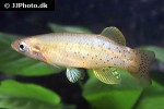 fundulus chrysotus fundulus chrysotus