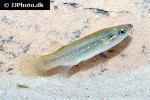 fundulus chrysotus fundulus chrysotus