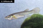 fundulus julisia fundulus julisia