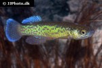 fundulus julisia fundulus julisia