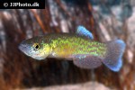 fundulus julisia fundulus julisia