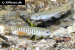 fundulus kansae fundulus kansae