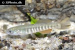 fundulus kansae fundulus kansae