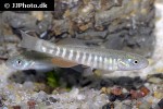 fundulus kansae fundulus kansae