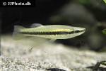 fundulus notatus fundulus notatus