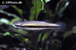 fundulus notatus fundulus notatus
