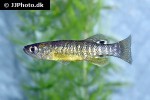 fundulus relictus fundulus relictus