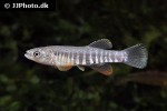 fundulus zebrinus fundulus zebrinus