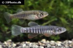 fundulus zebrinus fundulus zebrinus