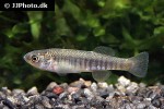 fundulus zebrinus fundulus zebrinus