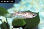 gnatholebias zonatus gnatholebias zonatus