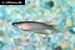 gnatholebias zonatus gnatholebias zonatus