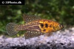 hypsolebias auratus hypsolebias auratus