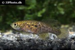 hypsolebias auratus hypsolebias auratus