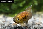 hypsolebias auratus hypsolebias auratus