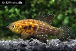 hypsolebias auratus hypsolebias auratus