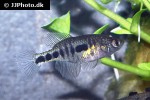 hypsolebias flagellatus hypsolebias flagellatus
