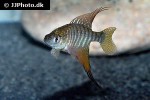 hypsolebias flagellatus hypsolebias flagellatus