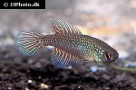 hypsolebias fulminantis hypsolebias fulminantis