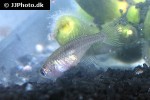 hypsolebias fulminantis hypsolebias fulminantis