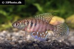 hypsolebias hellneri hypsolebias hellneri