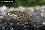 hypsolebias hellneri hypsolebias hellneri