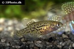 hypsolebias hellneri hypsolebias hellneri