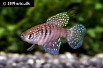 hypsolebias hellneri hypsolebias hellneri