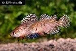 hypsolebias magnificus hypsolebias magnificus