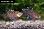 hypsolebias magnificus hypsolebias magnificus