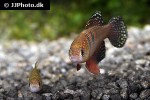 hypsolebias magnificus hypsolebias magnificus