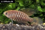 hypsolebias marginatus hypsolebias marginatus