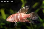 hypsolebias marginatus hypsolebias marginatus
