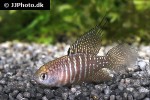 hypsolebias marginatus hypsolebias marginatus