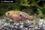 hypsolebias marginatus hypsolebias marginatus