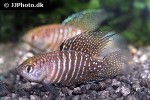 hypsolebias marginatus hypsolebias marginatus