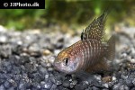 hypsolebias marginatus hypsolebias marginatus