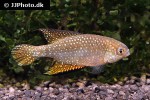 hypsolebias mediopapillatus hypsolebias mediopapillatus