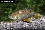 hypsolebias mediopapillatus hypsolebias mediopapillatus
