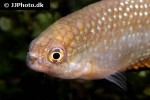 hypsolebias mediopapillatus hypsolebias mediopapillatus