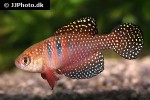 hypsolebias picturatus hypsolebias picturatus