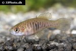 hypsolebias picturatus hypsolebias picturatus